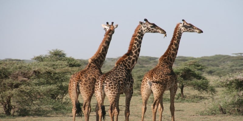 Medizinische Grasblüten Afrika