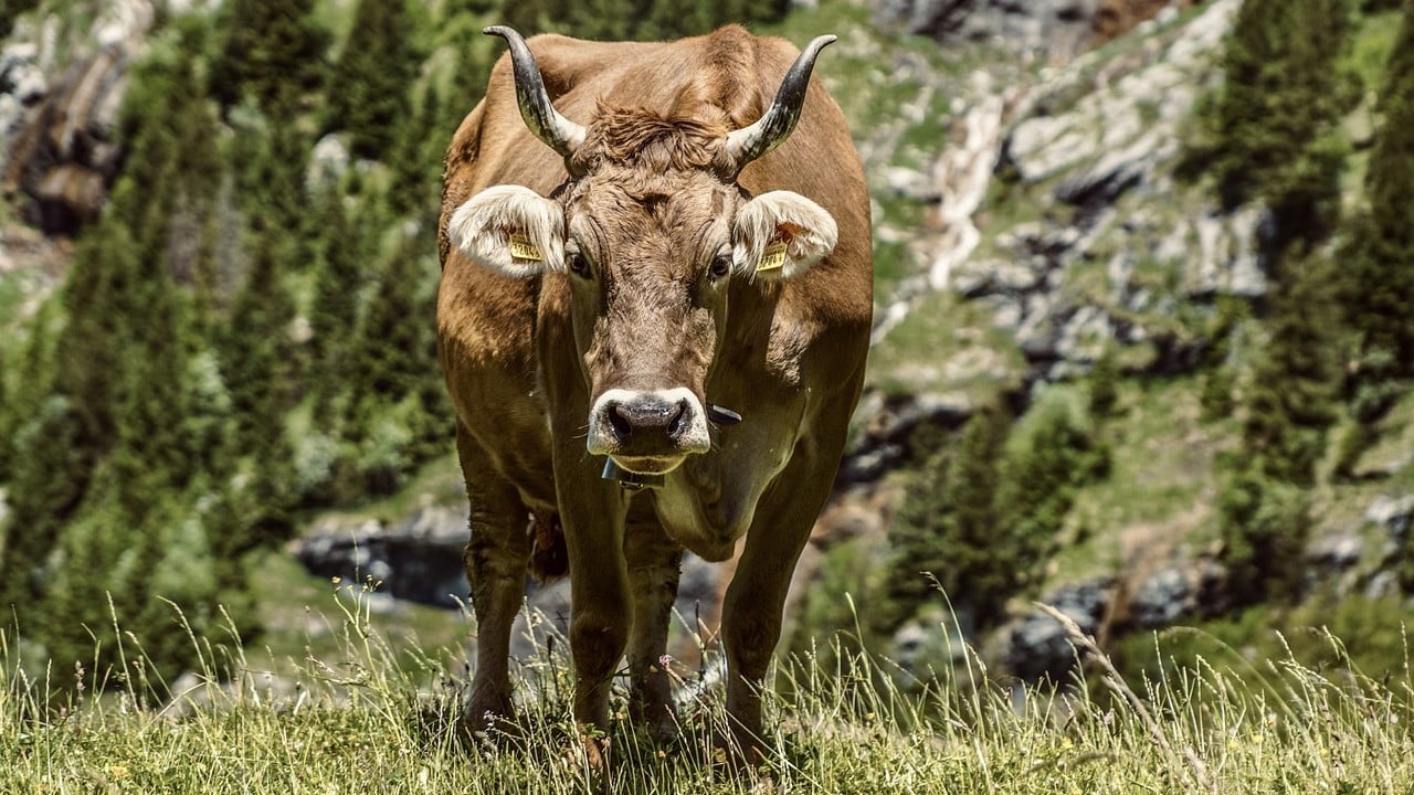 Schweiz Cannabis Modellprojekte