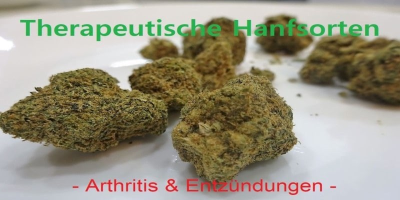 Hanfsorten Seeds Arthritis