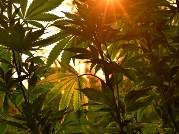 Cannabis Outdoor Growing: Erfolgreich Hanf Anbauen Im Freien