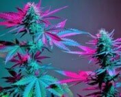 Terpene Cannabis Anbau