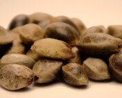 Zubehör Aufbewahrung Hanfsamen