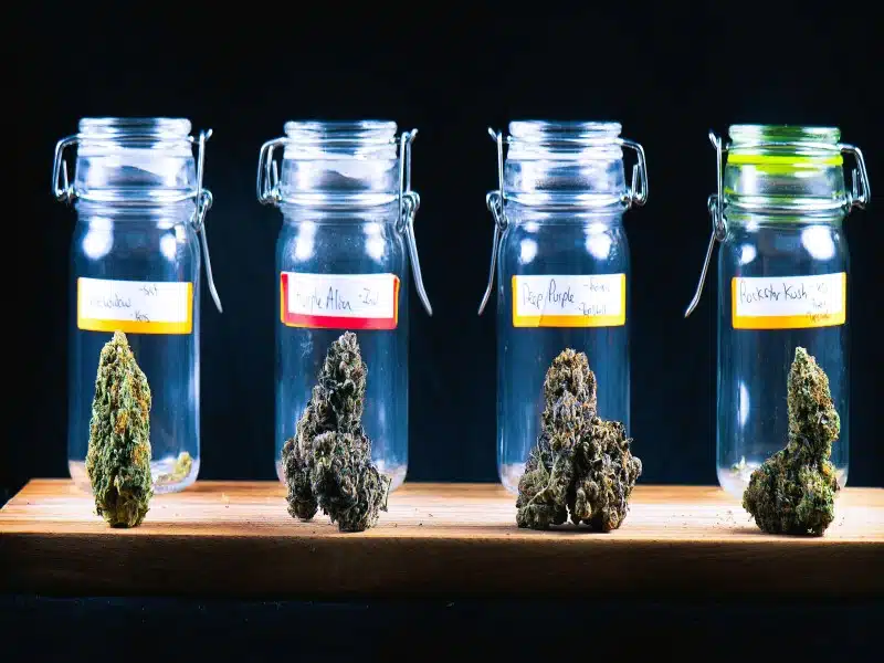 Weed Seed Shop – die Auswahl Weed Seed Shop - die Auswahl