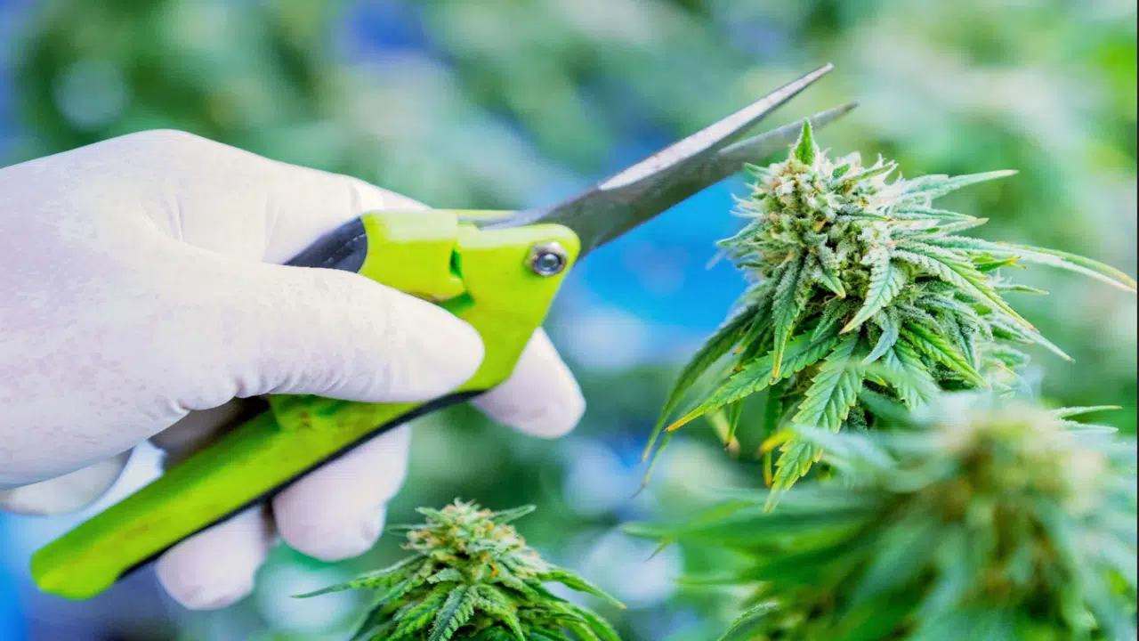 Weedseedsexpress Shop Weedseedsexpress Shop