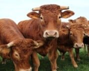 Tierfutter Nutzhanf THC