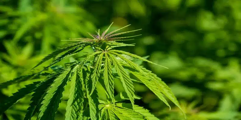 Legaler Cannabis Eigenanbau Legaler Cannabis Eigenanbau