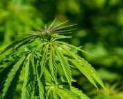 Legaler Cannabis Eigenanbau